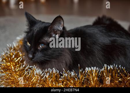 Il gatto nero sbirce da dietro un tinsel verde di un albero di Capodanno, festa di Capodanno Foto Stock