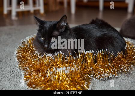 Il gatto nero sbirce da dietro un tinsel verde di un albero di Capodanno, festa di Capodanno Foto Stock