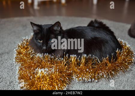 Il gatto nero sbirce da dietro un tinsel verde di un albero di Capodanno, festa di Capodanno Foto Stock