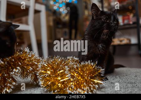 Il gatto nero sbirce da dietro un tinsel verde di un albero di Capodanno, festa di Capodanno Foto Stock