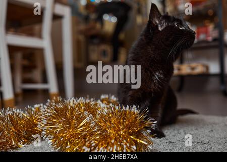 Il gatto nero sbirce da dietro un tinsel verde di un albero di Capodanno, festa di Capodanno Foto Stock