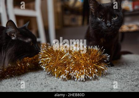 Il gatto nero sbirce da dietro un tinsel verde di un albero di Capodanno, festa di Capodanno Foto Stock