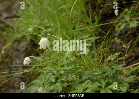 Legno Anemone, Anemone nemorosa presso il fiume Irfon Foto Stock