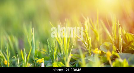 Erba verde fresca su un prato estivo. Fiori gialli tra erba sole. Sfondo naturale estivo. Spazio di copia Foto Stock