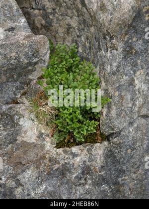 Wall-rue, Asplenium ruta-muraria che cresce su rocce Foto Stock