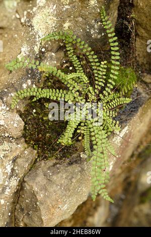 Maidenhair Spleenwort, Asplenium trichomanes sottospecie trichomanes Foto Stock