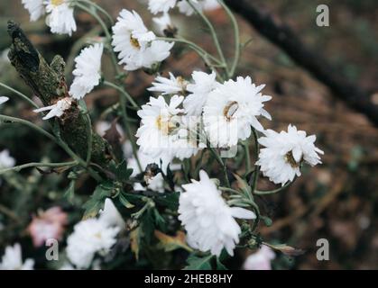 Fiori bianchi di Chrysanthemum con foglie verdi Foto Stock