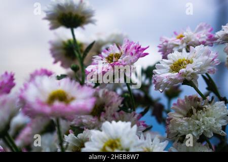 Fiori bianchi di Chrysanthemum con foglie verdi Foto Stock