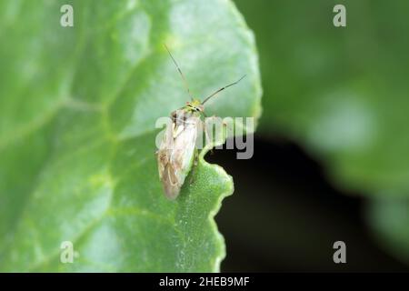 Lygus Bug forma la famiglia Miridae su una foglia di barbabietola. Foto Stock