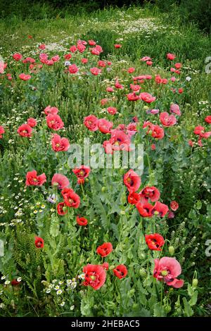 Regno Unito, South Yorkshire, Barnsley, Royston, Opium Poppies al Rabbit Ings Country Park Foto Stock