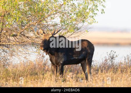 Un Bull Moose nel North Dakota Foto Stock