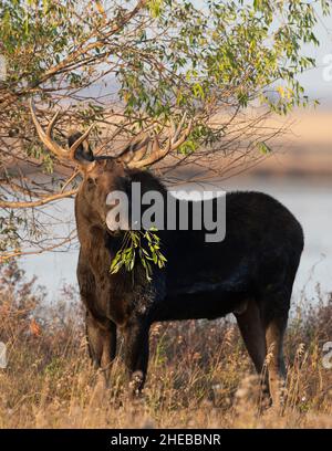 Un Bull Moose nel North Dakota Foto Stock