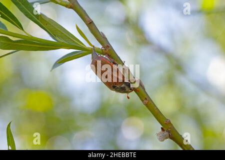 Il cockchafer chiamato anche maggio bug o doodlebug è scarabeo della famiglia Scarabaeidae genere melolontha. Insetto su un ramo di salice Foto Stock