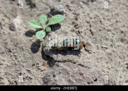 Conchafer di vite marginato (nome latino: Anomala dubia) sul terreno. Giovani coleotteri dopo essere uscenti dal suolo durante l'allevamento. È un parassita di raccolti. Foto Stock