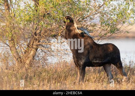 Un Bull Moose nel North Dakota Foto Stock