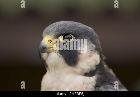 colpo di testa di falco peregrino falco peregrinus Foto Stock