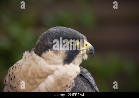 primo piano colpo di falco peregrino falco peregrinus Foto Stock