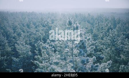 4K Snowy Forest in inverno Frosty Day. Frost blu e bianco. Vista aerea sopra Amazing Pines durante Misty Frozen Morning. Sunrise Sunset raggi del sole sopra Foto Stock