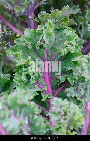 Kale 'Midnight Sun', foglie ornamentali strettamente arricciate con vene viola. REGNO UNITO. Brassica oleracea Foto Stock