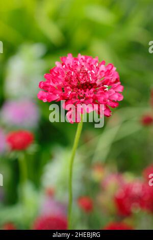 Scabiosa atropurpurea ‘Beau Borgogna’ fioritura a fine estate. REGNO UNITO Foto Stock