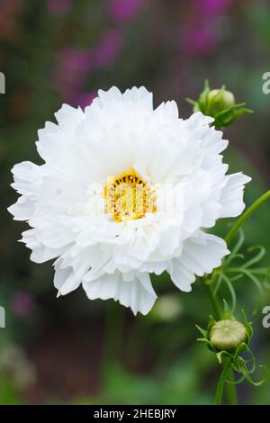 COSMOS bipinnatus 'Double Click Snow Puff' fiori nel giardino di settembre. REGNO UNITO Foto Stock