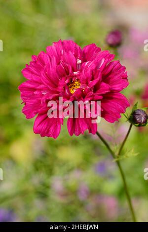 COSMOS Bipinnatus 'Double Click Cranberries' fiore in un giardino di settembre. REGNO UNITO. Foto Stock