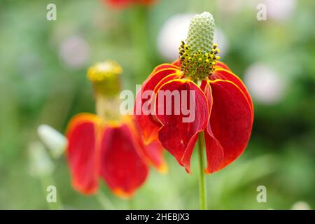 Ratibida columnifera 'Red Midget' prateria coneflower. Ratibida columnifera F. pulcherrima 'Red Midget' fioritura in un giardino di settembre. REGNO UNITO Foto Stock