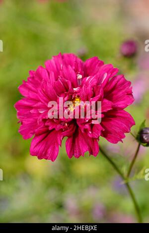 COSMOS Bipinnatus 'Double Click Cranberries' fiore in un giardino di settembre. REGNO UNITO. Foto Stock
