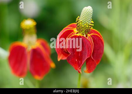 Ratibida columnifera 'Red Midget' prateria coneflower. Ratibida columnifera F. pulcherrima 'Red Midget' fioritura in un giardino di settembre. REGNO UNITO Foto Stock