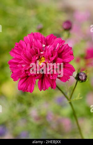 COSMOS Bipinnatus 'Double Click Cranberries' fiore in un giardino di settembre. REGNO UNITO. Foto Stock