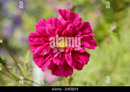 COSMOS Bipinnatus 'Double Click Cranberries' fiore in un giardino di settembre. REGNO UNITO. Foto Stock