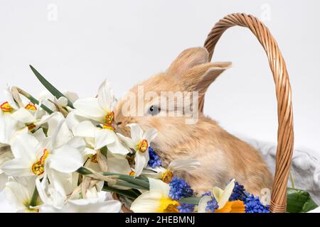 Adorabile coniglio seduto in un cestino con fiori di daffodil su sfondo bianco Foto Stock