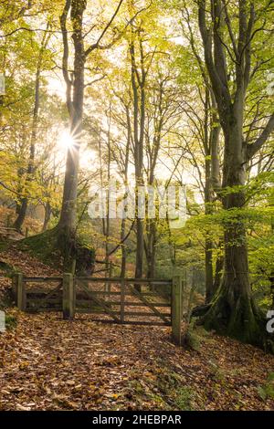 Un percorso di Bridlepath attraverso boschi che in autunno conduce a Holford Combe nel Quantock Hills National Landscape, Somerset, Inghilterra. Foto Stock