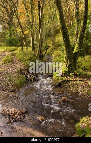 Il fiume Holford in autunno a Butterfly Wood a Holford Combe nel Quantock Hills National Landscape, Somerset, Inghilterra. Foto Stock