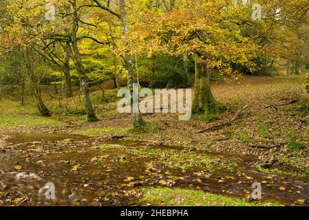 Il fiume Holford durante l'autunno nel bosco a Holford Combe nel Quantock Hills National Landscape, Somerset, Inghilterra. Foto Stock