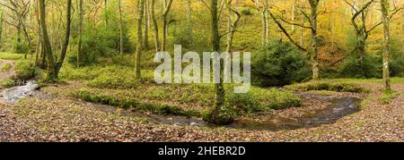 Il fiume Holford in autunno a Butterfly Wood a Holford Combe nel Quantock Hills National Landscape, Somerset, Inghilterra. Foto Stock