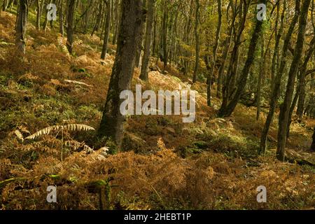 Colore autunnale nel bosco di Holford Combe nel Quantock Hills National Landscape, Somerset, Inghilterra. Foto Stock