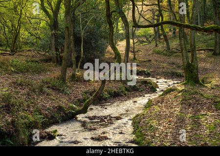 Il fiume Holford in autunno a Butterfly Wood a Holford Combe nel Quantock Hills National Landscape, Somerset, Inghilterra. Foto Stock