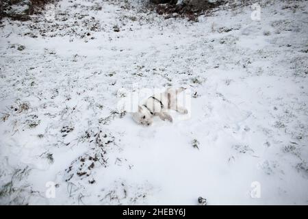 West highland bianco terrier cane roll nella neve | piccolo bianco terrier cane laici e giocare nella neve in inverno Foto Stock