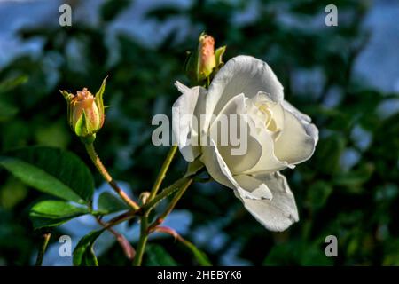 Fiore e germogli di un primo piano di rosa bianca su uno sfondo verde sfocato. Messa a fuoco selettiva Foto Stock