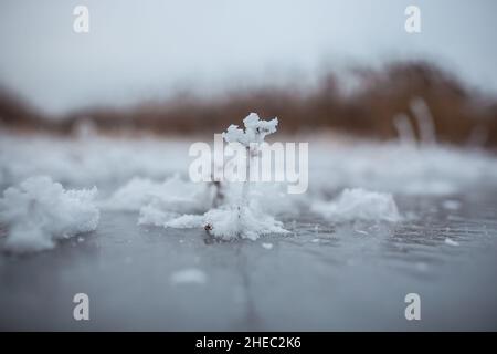 Piante surgelate nell'occhio di verme del lago ghiacciato vedi foto, piante innevate sporgono dal ghiaccio sull'acqua, piante surgelate close-up, Macro vista a livello del suolo Foto Stock