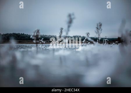 Fotografia freelensing di piante surgelate in lago congelato, fotografia artistica free-lensing di piante innevate sporgono dal ghiaccio su acqua, piante surgelate Foto Stock