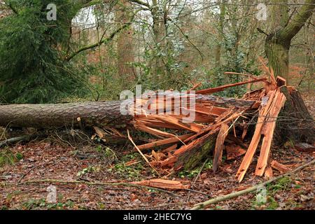 Albero danneggiato dal vento nello Shropshire, Inghilterra, Regno Unito. Foto Stock