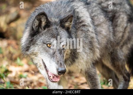 Primo piano ritratto di un lupo grigio (Canis Lupus) noto anche come lupo di legno Foto Stock