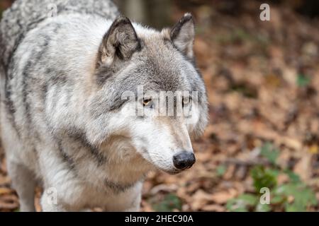 Primo piano ritratto di un lupo grigio (Canis Lupus) noto anche come lupo di legno Foto Stock