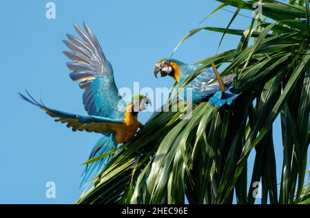 Due Macaws blu e giallo, Ara ararauna, giocando e combattendo su una foglia di palma alla luce del sole. Foto Stock