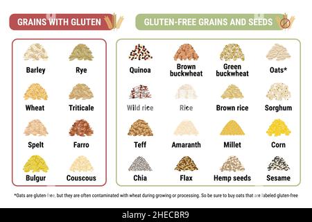 Infografica priva di glutine e contenente grani di glutine. Cereali e semi sani e malsani dalla celiachia. Formato orizzontale. Frumento, orzo, segale Illustrazione Vettoriale