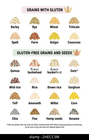 Infografica priva di glutine e contenente grani di glutine. Cereali e semi sani e malsani dalla celiachia. Formato verticale. Frumento, orzo, segale Illustrazione Vettoriale