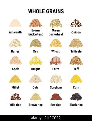 Infografica grani interi. Cereali sani. Frumento, orzo, riso bruno, grano saraceno di mais, quinoa. Illustrazione vettoriale disegnata a mano Illustrazione Vettoriale