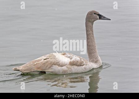 Un trumpeter Jovenile Swan, cicnus buccinator, sull'acqua Foto Stock